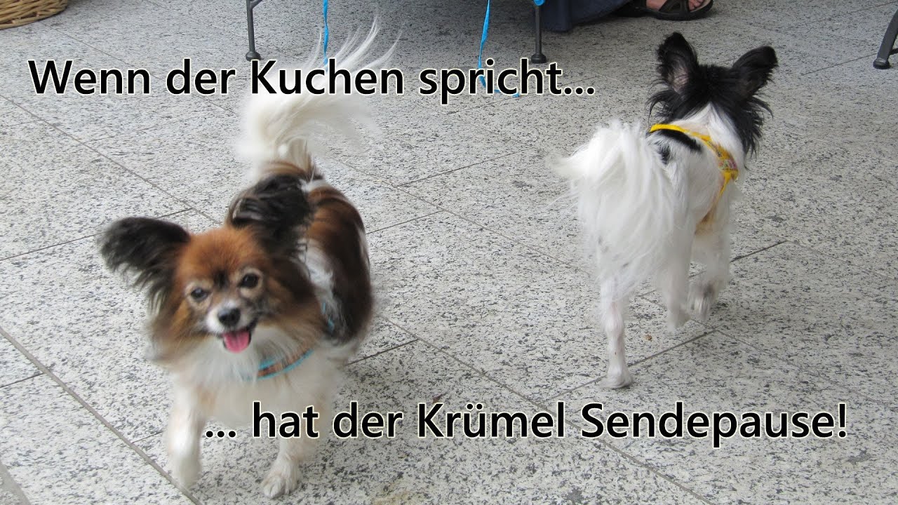 Sprechende Hunde - Talking Dogs (Papillons - Amira's Blog 13.11.2013)