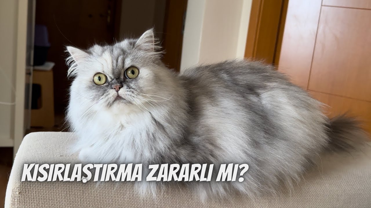 Kısırlaştırma kediler için zararlı mı⁉️