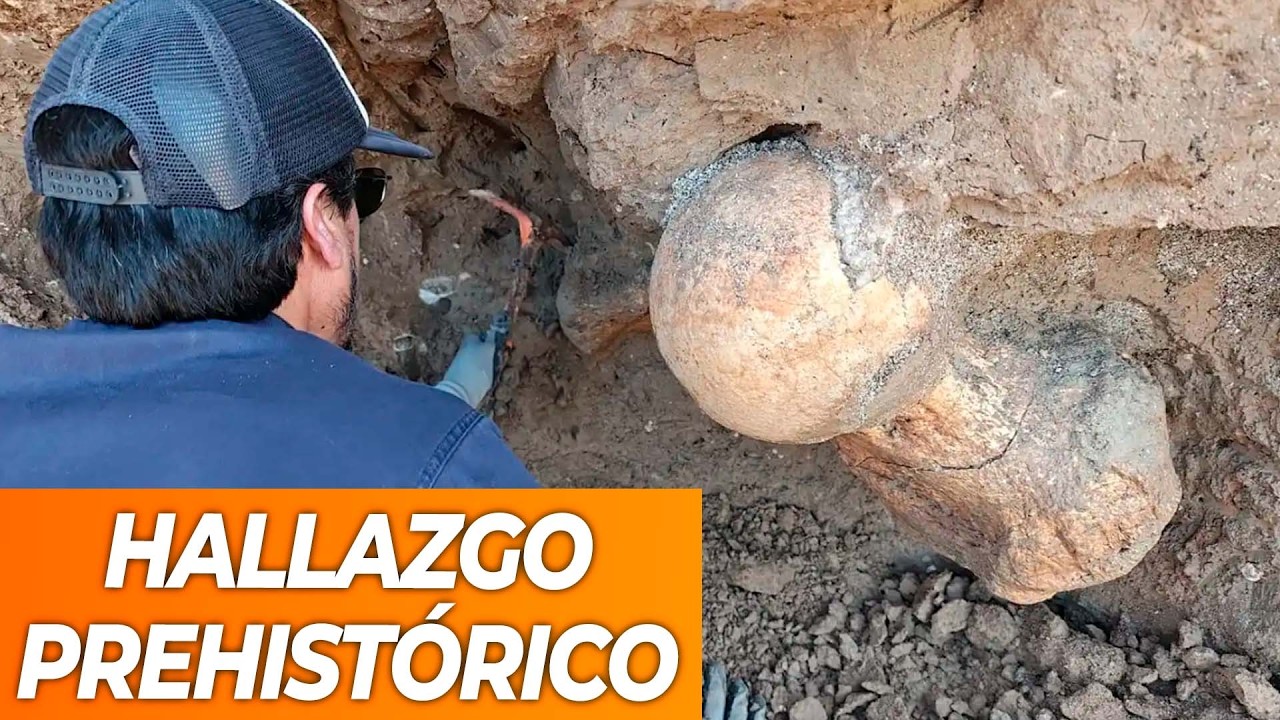 Santa Clara: un turista encontró huesos de un dinosaurio monstruoso a la merced del mar