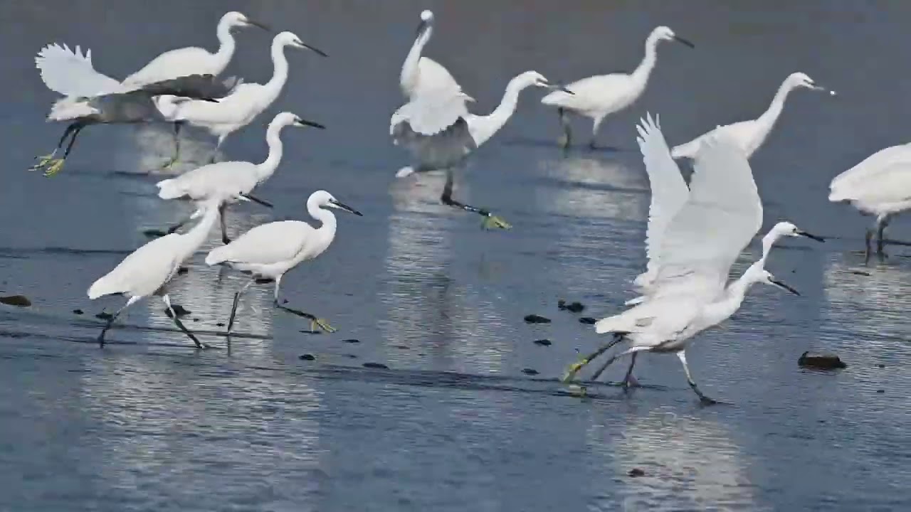 12/31の鳥見散歩その2