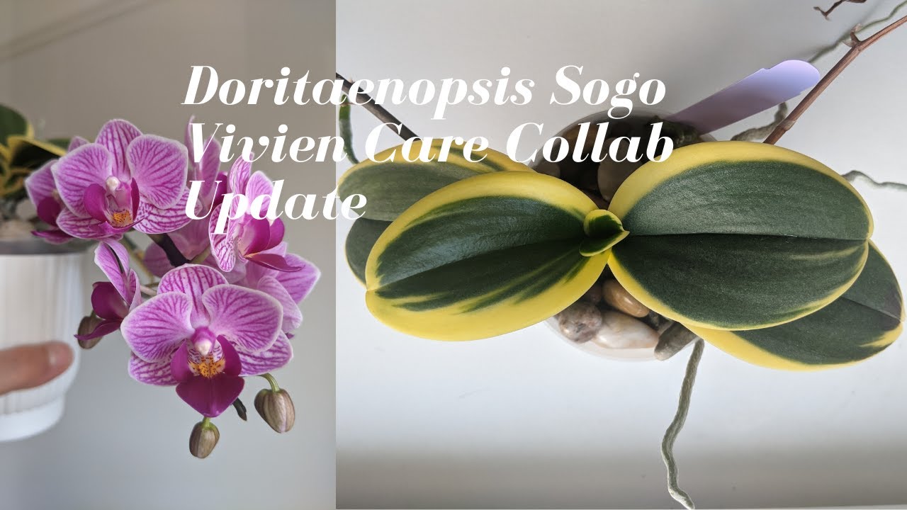 Doritaenopsis / Phalaenopsis Sogo Vivien Care Collaboration Update - Easy Growing Mini Phal