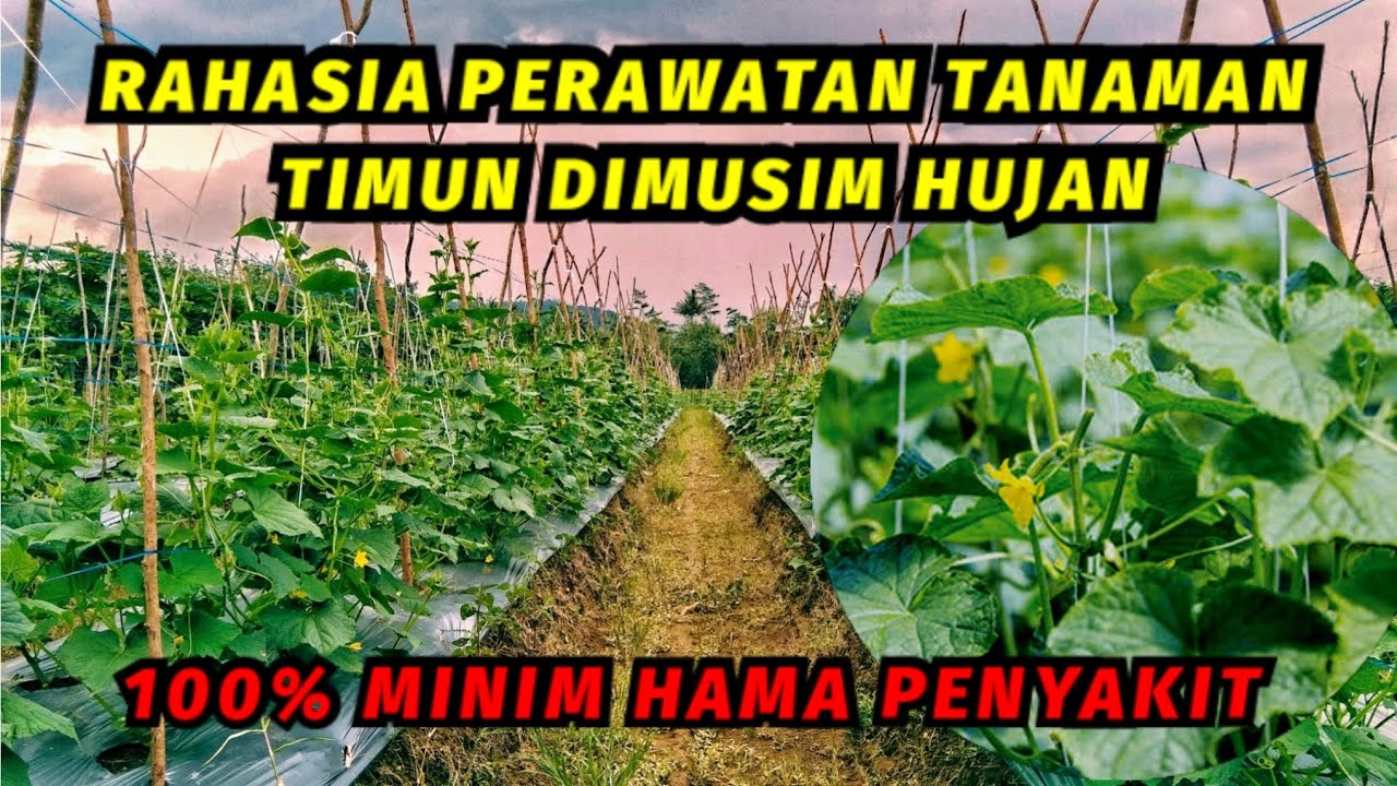 Cara merawat tanaman timun pada musim hujan #pemupukan #perawatantimun