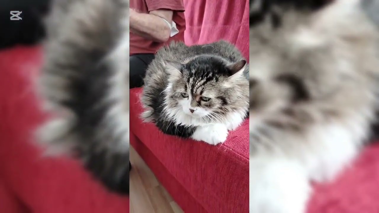 Saz çalmaya başladım…Bir baktım en dikkatli dinleyici bu kedi oldu.#kedi #türkü#cat #shorts