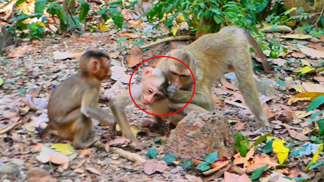 What happened..? #libby #rainbow #babylily