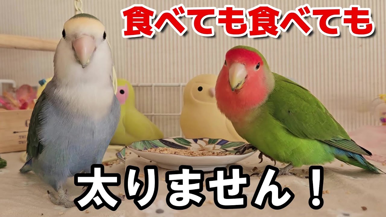 【ダイエットの方法を知っているコザクラインコ達】#コザクラインコ #インコ#lovebird