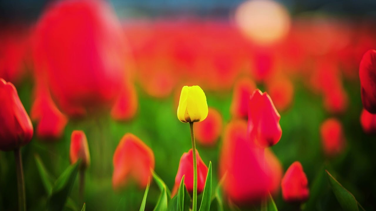 Relaxing Piano Music Romantic Music, Beautiful Relaxing Music, Sleep - Música Relaxante Para Dormir