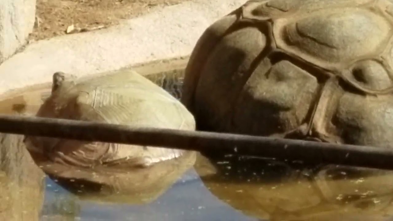 This Place is a Zoo Today / Meet the Aldabras Tortoise / at the Phoenix Zoo / @EastValleyRealtor