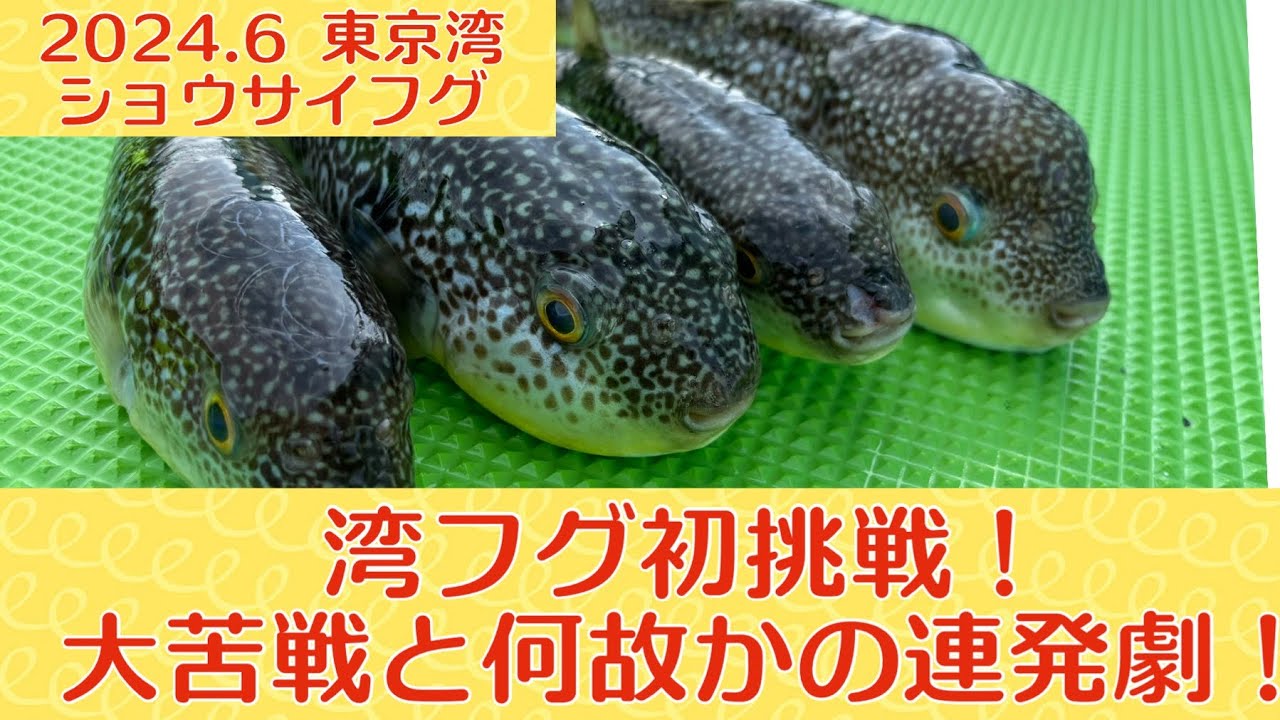 東京湾ショウサイフグ！究極のゼロテンションを習得せよ！