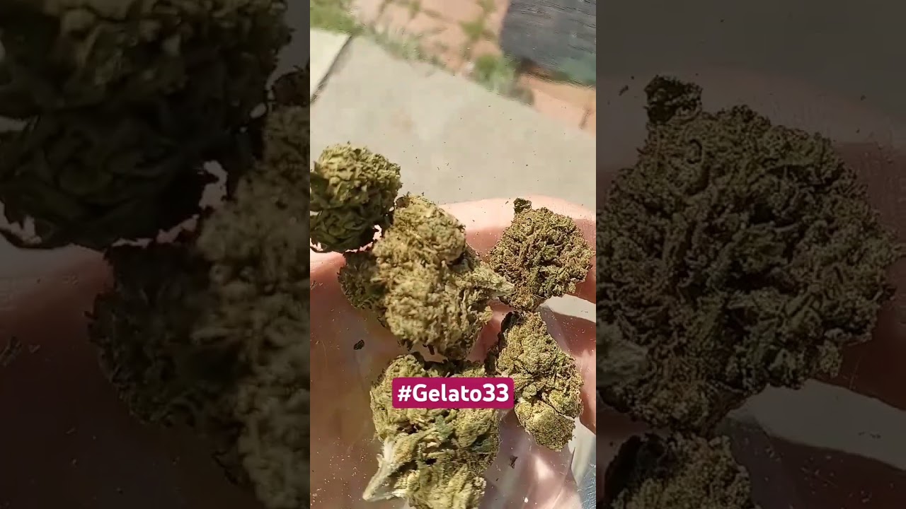 THCa review and research upcoming on Gelato 33 strain # #review #support #goodvibes #new #friends