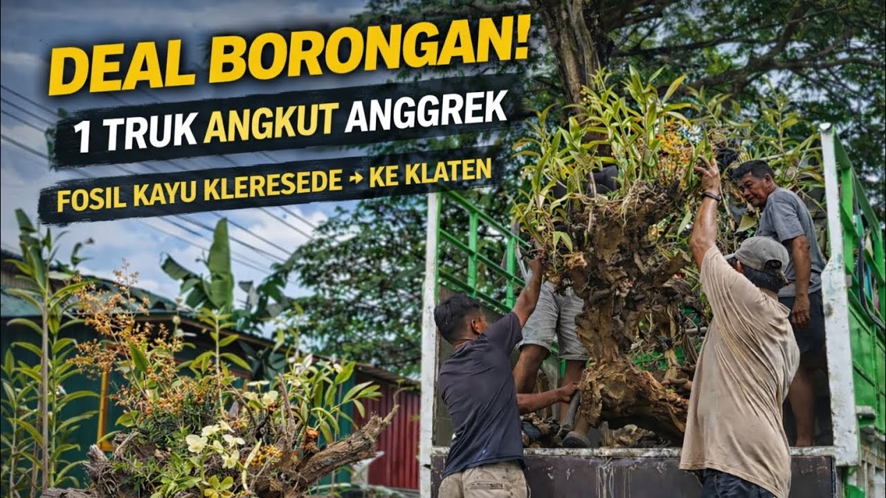 “DEAL BORONGAN! Anggrek Fosil Kayu Kleresede ke Klaten | 1 Truk Penuh”