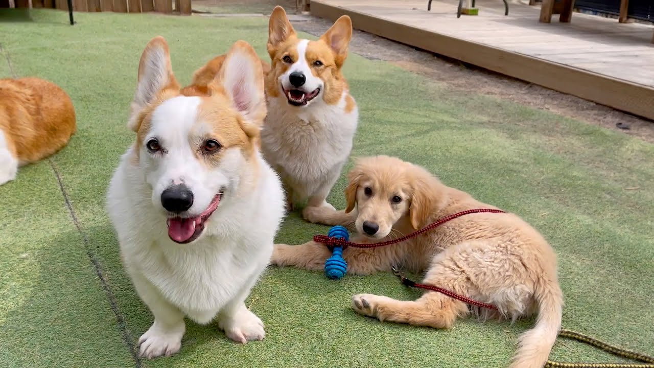 8코기네를 점령해버린 아기 리트리버 ㅣ A baby retriever who occupied 8 corgi house