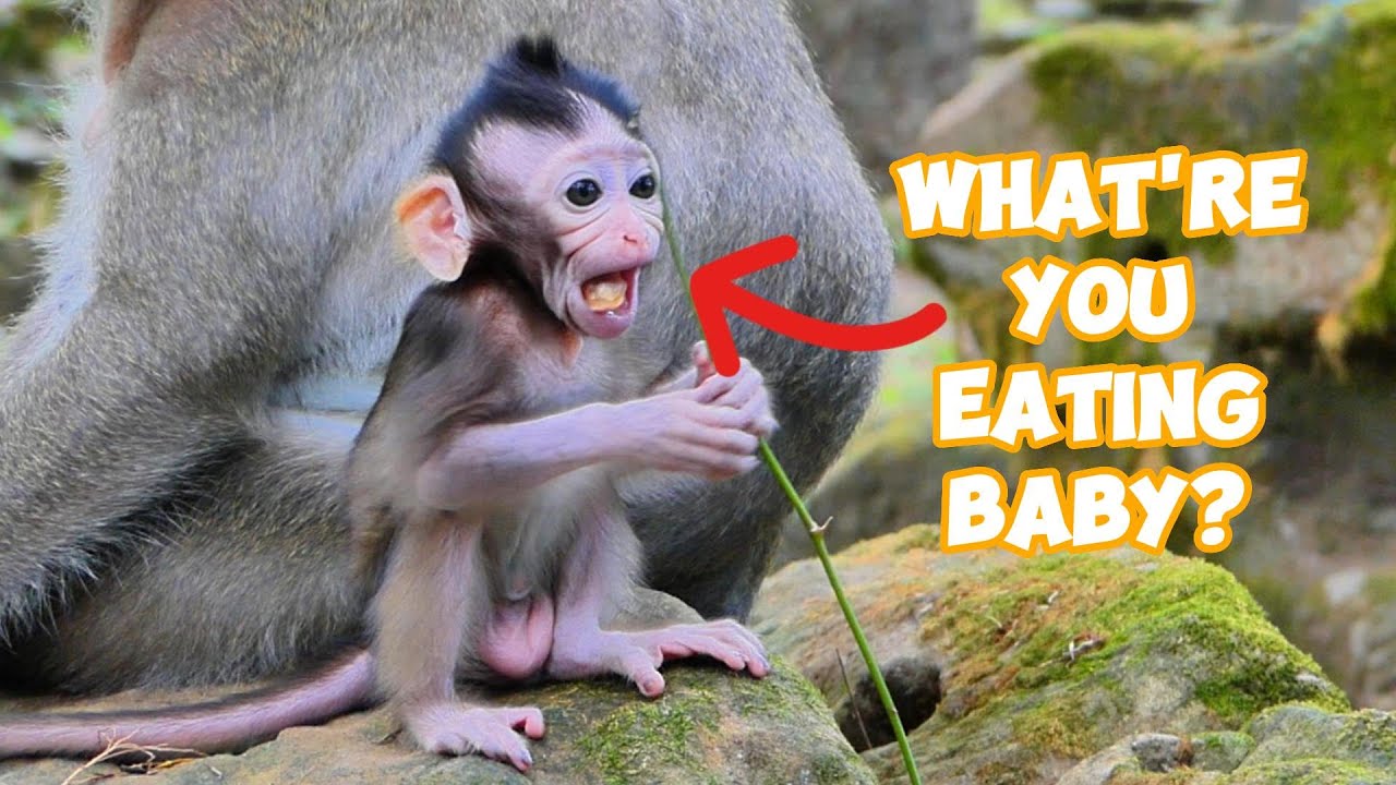 Big Girl Moment! Elayna Eats on Her Own in Little Bites 😍🍽️, |smsrmedia1540
