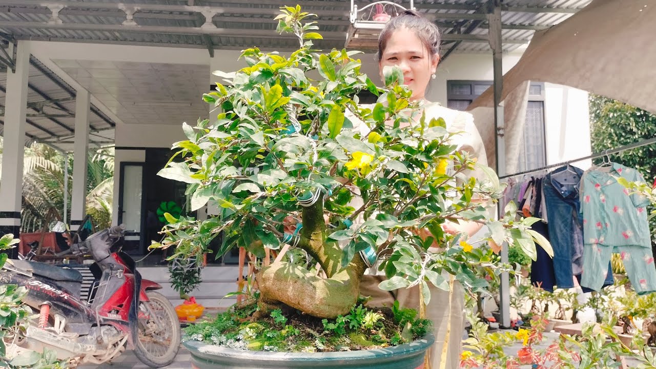 5/3/2026 siêu bông bình lợi như ý dáng long đế Quái ☎0939099607 Thúy Hằng
