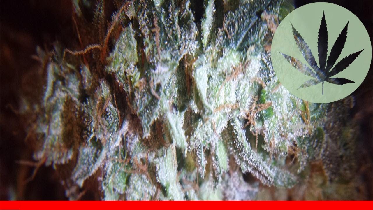 Brian Berry Cough - All About This Strain