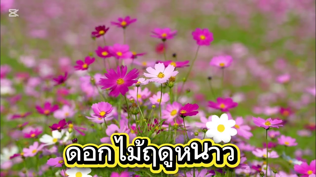 ดอกไม้ฤดูหนาว.  AOM.97.