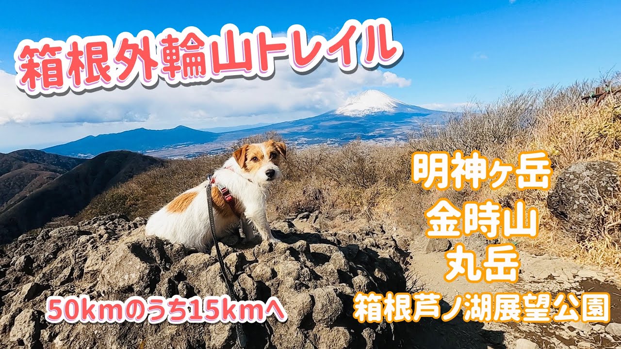【犬連れ登山】箱根外輪山トレイル　明神ヶ岳　金時山　ガイリーン / hike with dogs in Japan Jack Russell Terrier / ジャックラッセルテリア