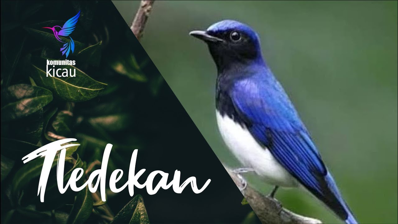 Tledekan Laut Full Gacor | Pancingan Tledekan | Masteran Tledekan
