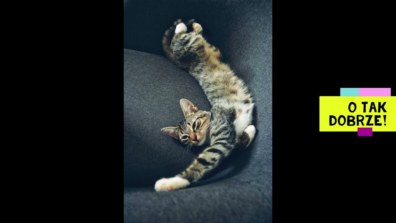 Powiatowy Ośrodek Felinoterapii w Ciechanowie 