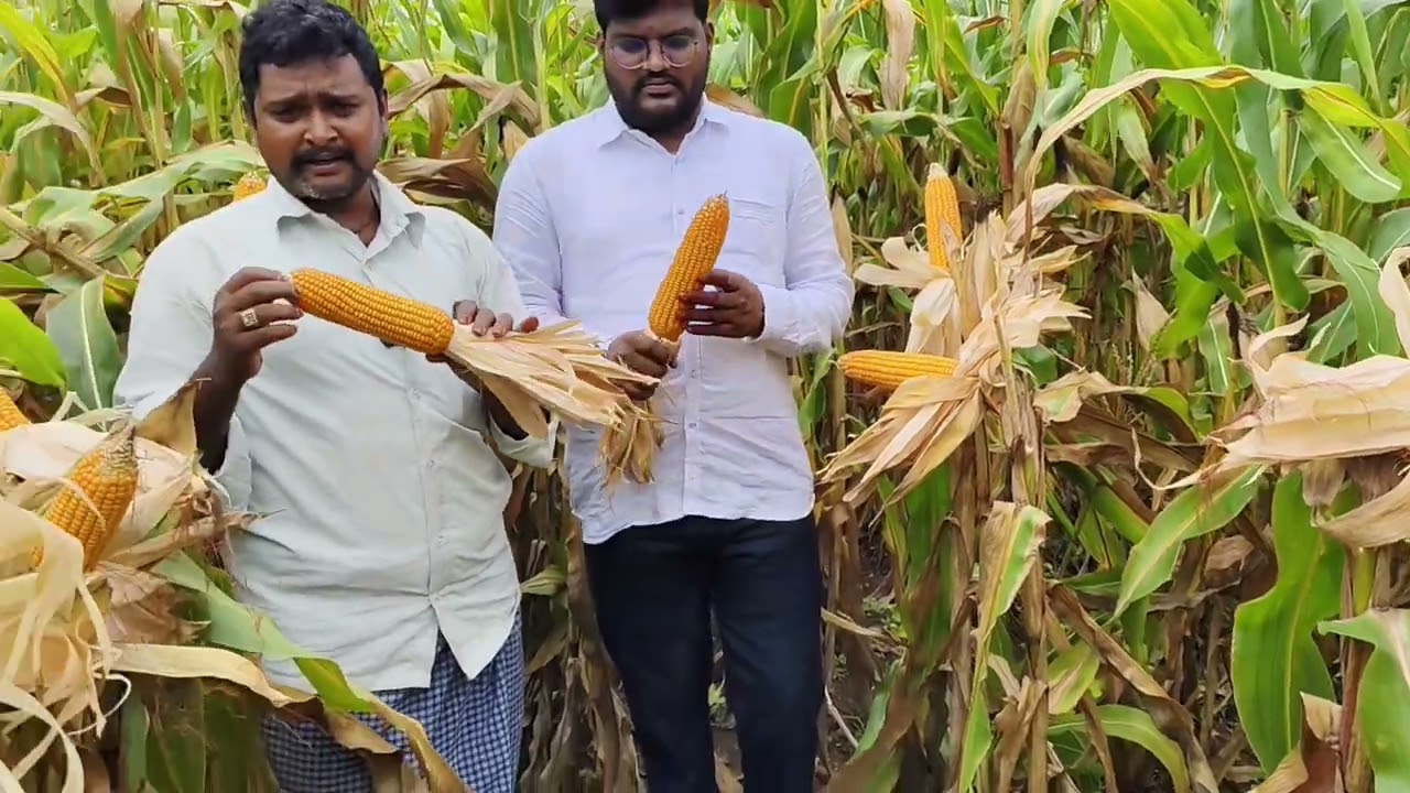 ఇండస్ వ్యాలీ సీడ్స్ వారి మొక్కజొన్న ఇండస్ 40 9989123255