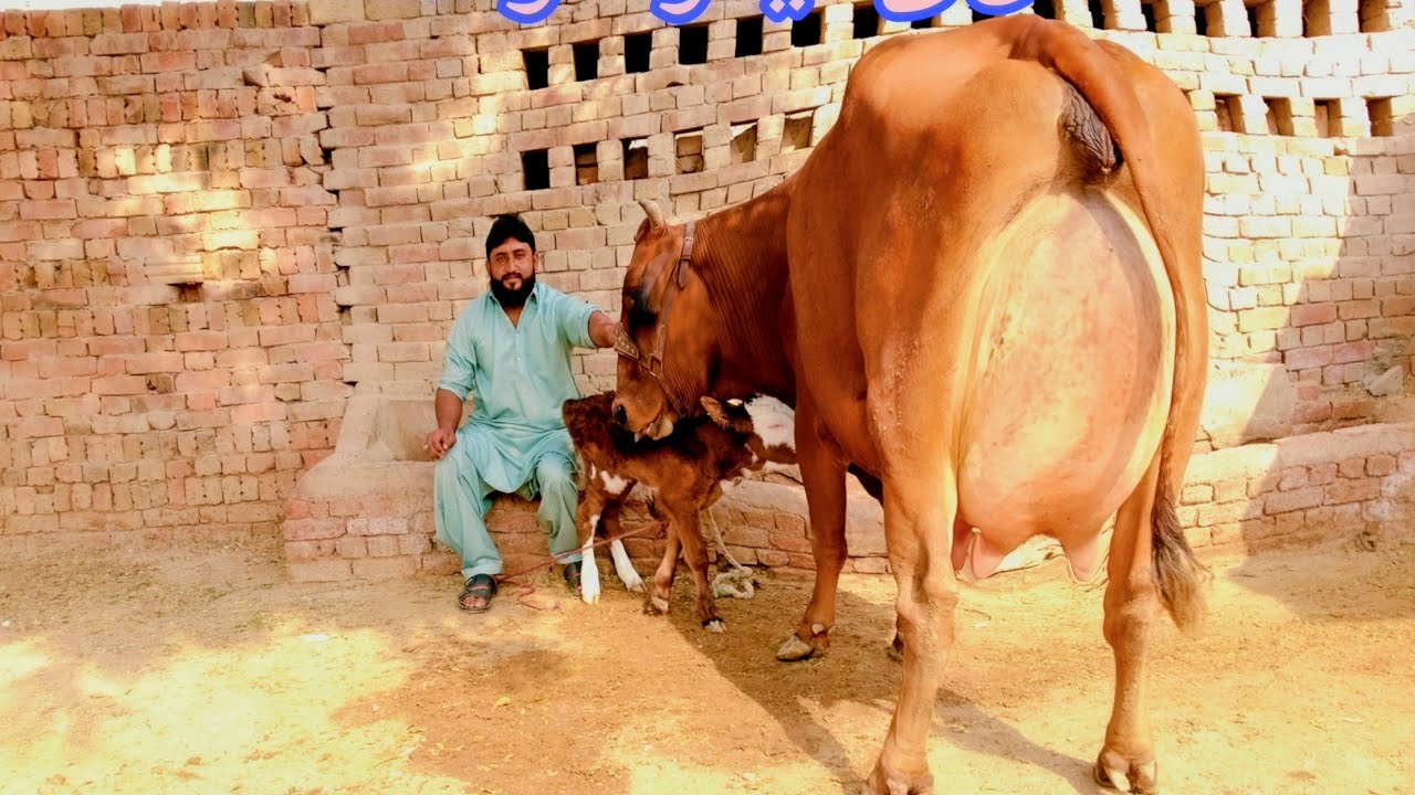 Jersey| Frizon Cross|30kg Milking |Sohna Animal tv| Dat 23| 11 |2024 |on you tube|
