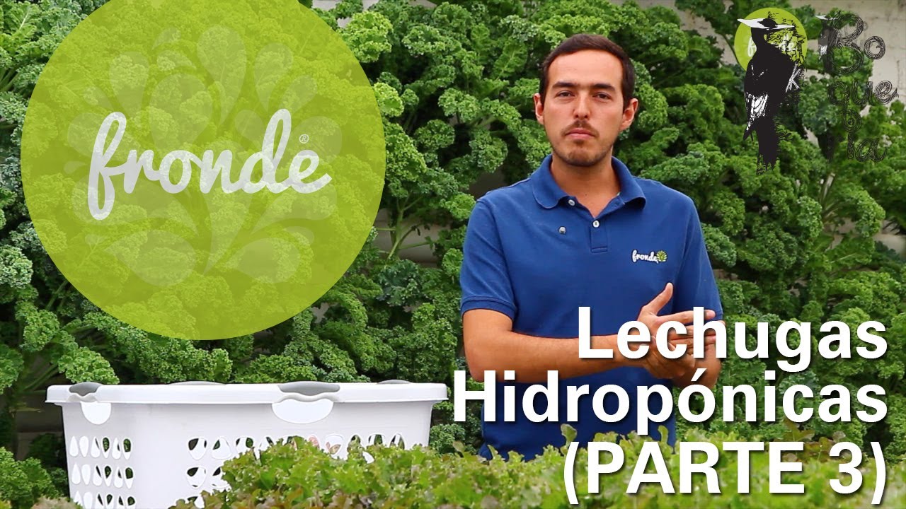 BOQUERÍA/ Lechugas Hidropónicas / PARTE 3