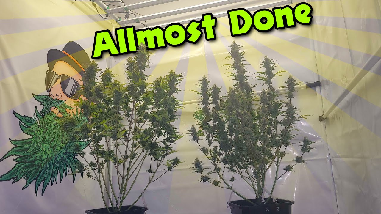 👀 WHATS GROWIN ON? almost done 💡 w/marshydro fce8000 SMART LEDS