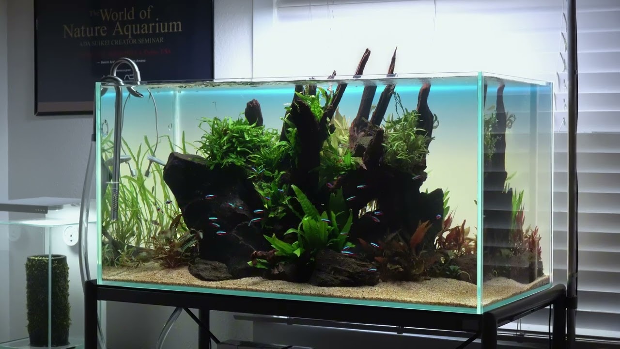At a Glance: ADA 90P with ADA Sansui Stone & ADA Horn Wood