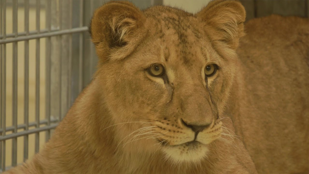 Eröffnung des Löwenhauses im Dortmunder Zoo - powered by #dortMUT
