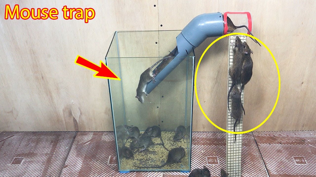 How to make mouse traps from plastic pipes and glass cages | Best mouse trap I've ever seen