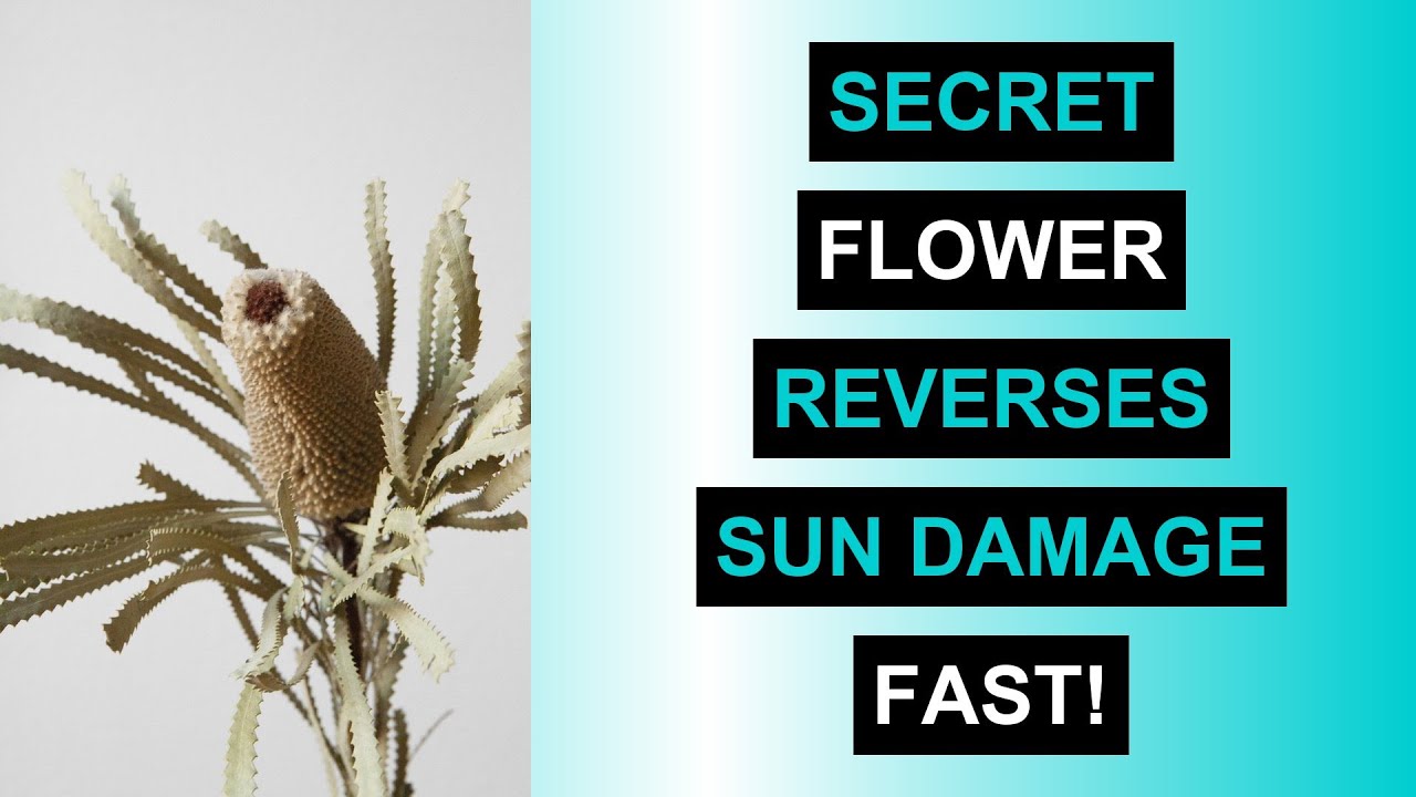 Ancient Desert Flower That Reverses Sun Damage Naturally