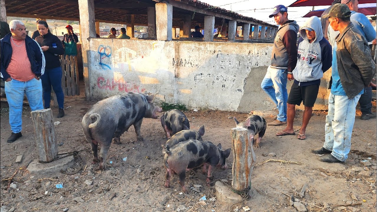 FEIRA DE SUÍNOS EM CAPOEIRAS PE  02 01 2026 #nordeste