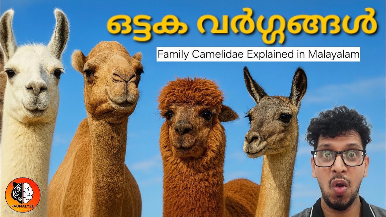 നിങ്ങൾക്കറിയാത്ത ഏതാനും ഒട്ടക വിശേഷങ്ങൾ | Family Camelidae Explained in Malayalam