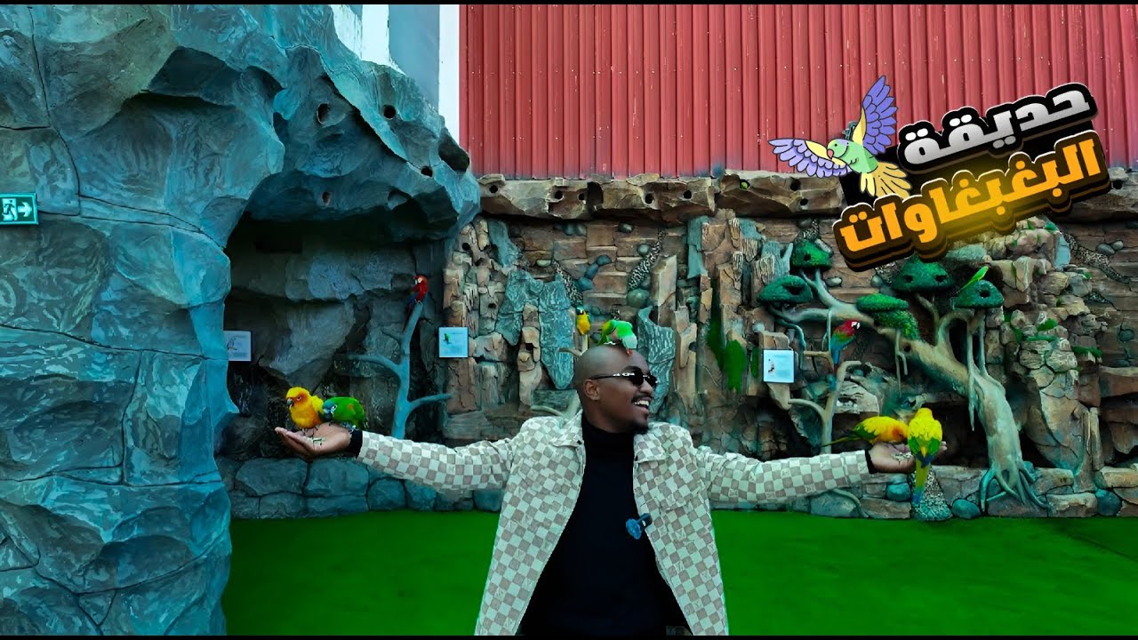 اجمل مكان للبدايه في مجال الببغاوات🦜