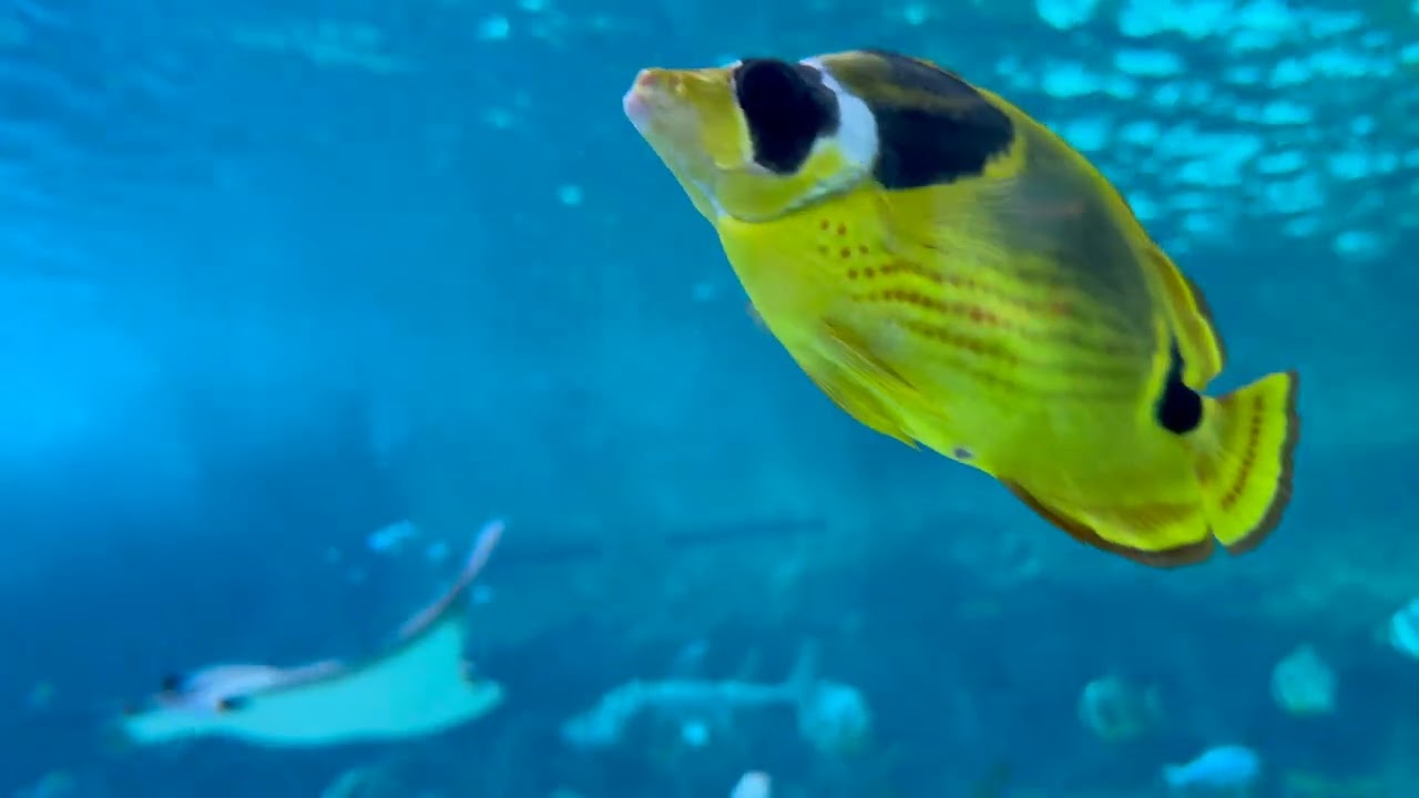 2026 01 25 Seattle Aquarium