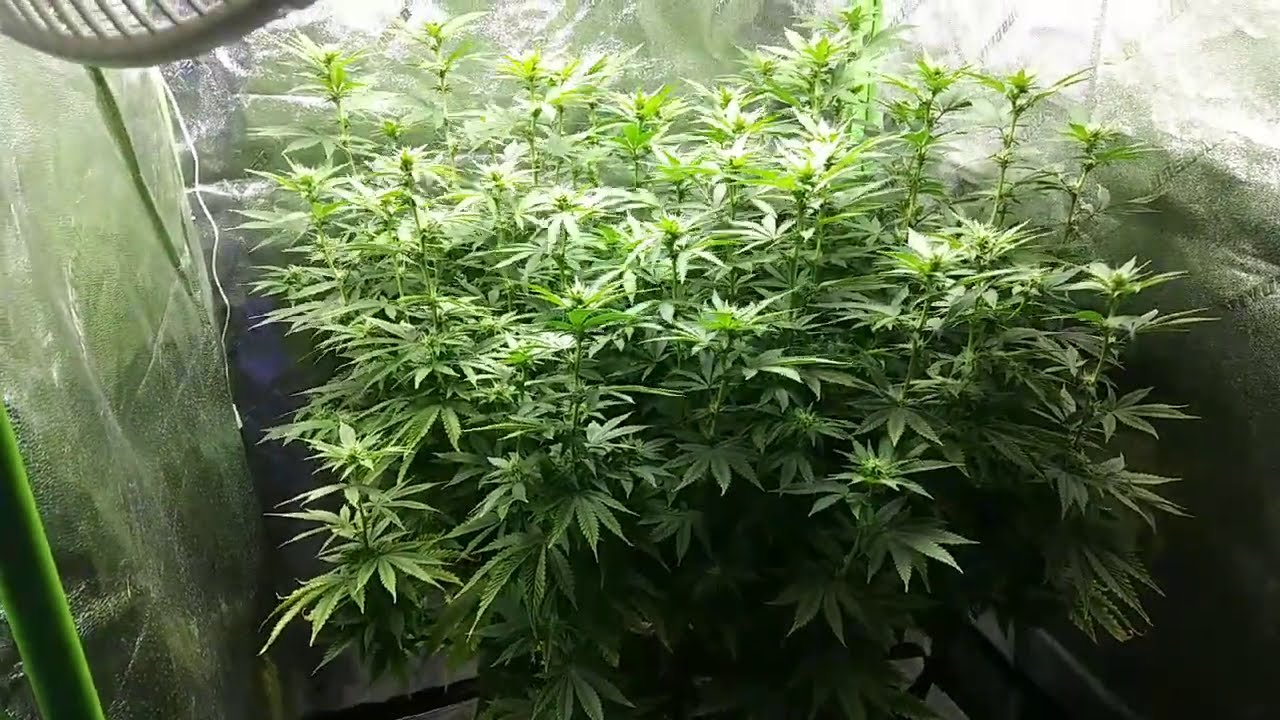 Week 2 of Flower, Mars Hydro TS1000 & SP250, Stretching