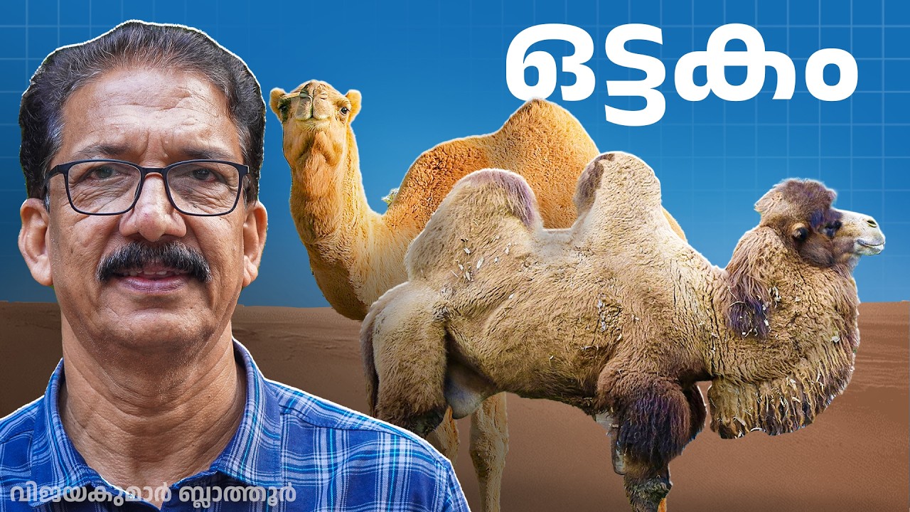Camel Survival Secrets | The Incredible Science of Desert Life ഒട്ടകം , മരുഭൂമിയിലെ  അതിജീവനം