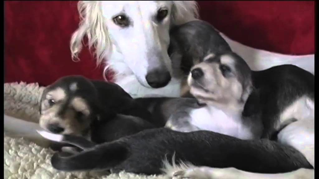 Der Saluki, der arabische/ persische Windhund