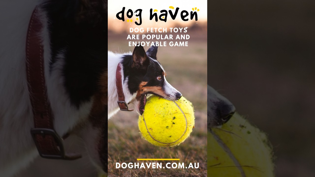 Fetch Toys for dogs make great options for fetch games in the park or backyard | doghaven.com.au