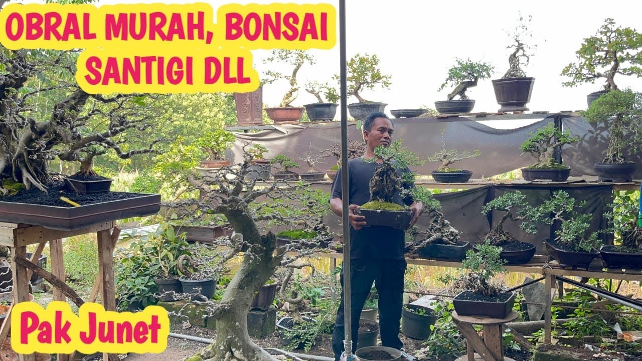 OBRAL‼️SANTIGI DLL MURAH”, TGL TUA📞 O812-5248-0381.  @JeckpaeyBonsai91 