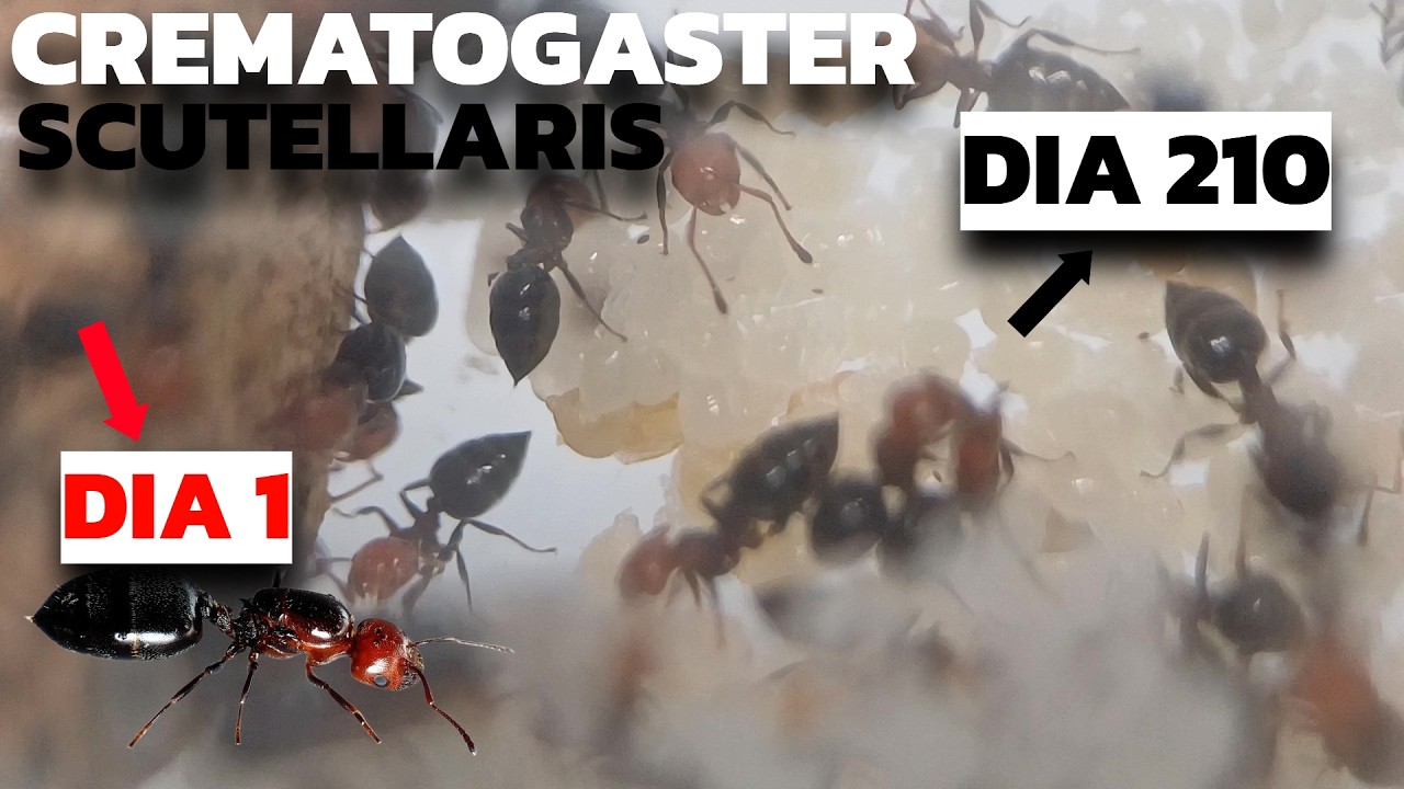 SUPER COLONIA!Crematogaster Scutellaris-dia 0 al dia 210
