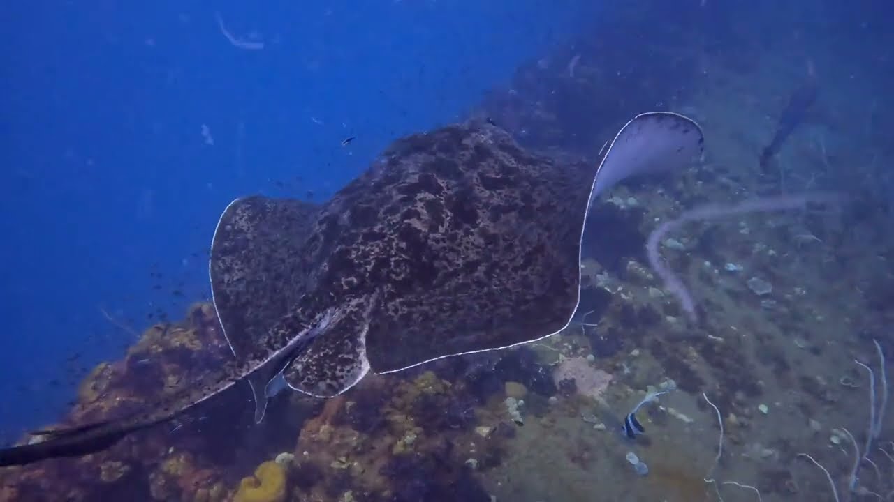 Diving the SS Yongala Shipwreck 10/18/2023