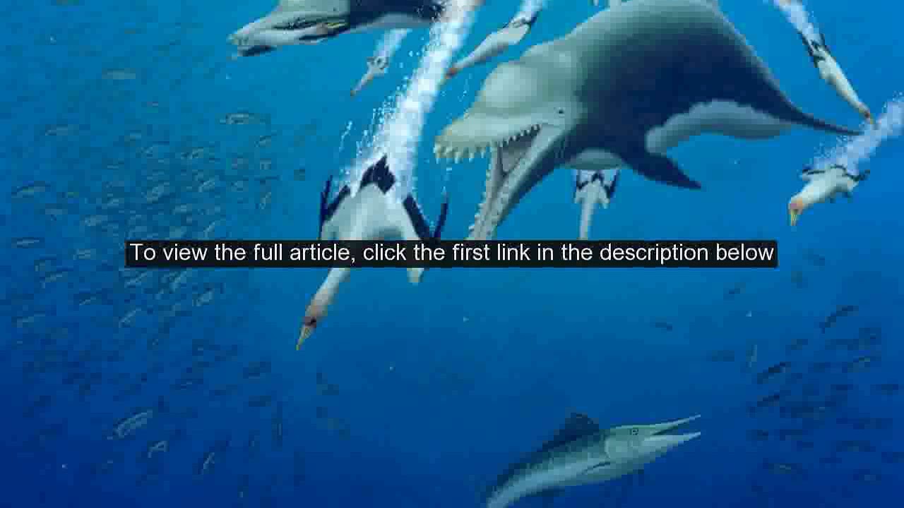 Prehistoric 15-foot dolphin acted like modern-day killer whales, researchers say