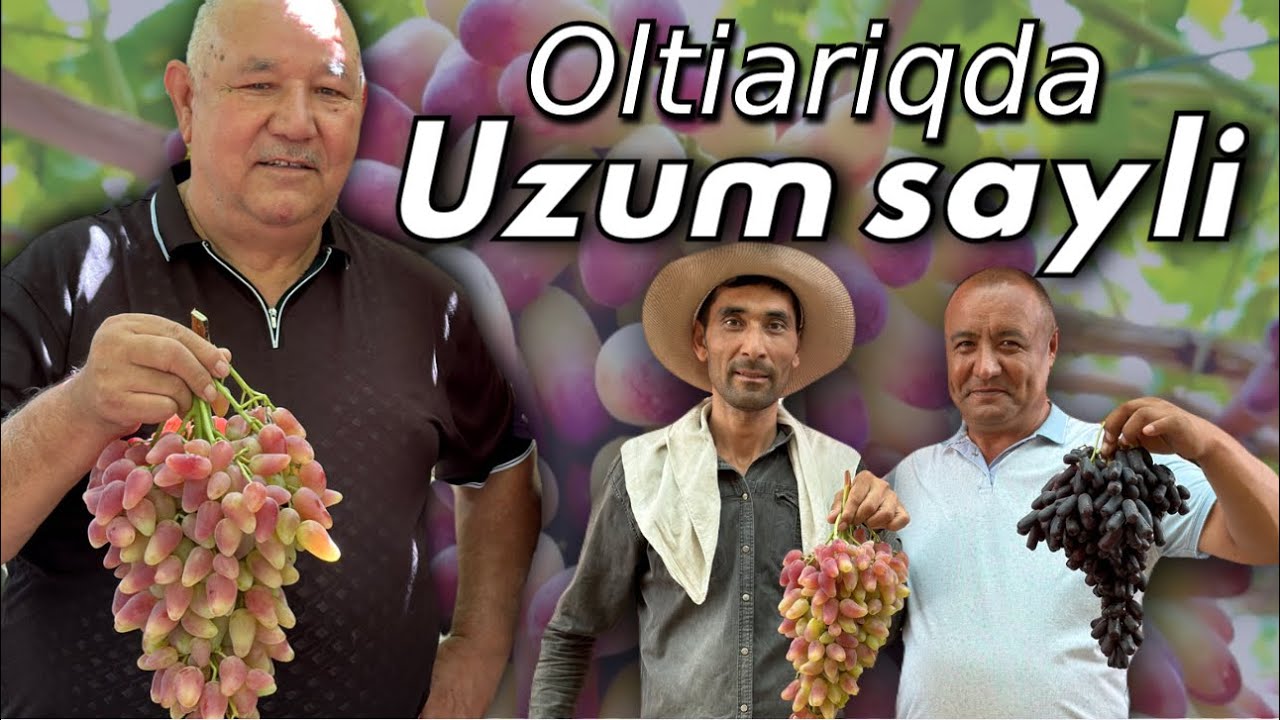 Oltiariqda Uzum sayli. 10 gektarli Bogʻda 10 dan ortiq Uzum navlari. Koʻchat va qalamchalar mavjud.