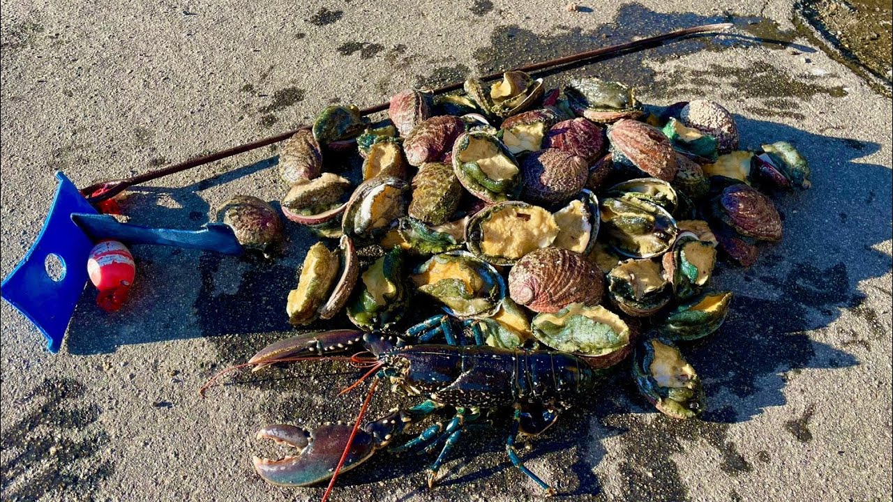 ITS FORAGING SEASON ! Big Haul of Abalone & Lobster Catch & Cook 