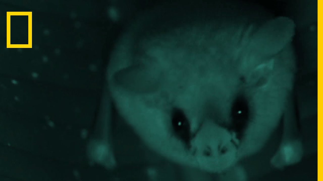 La chauve-souris artisane