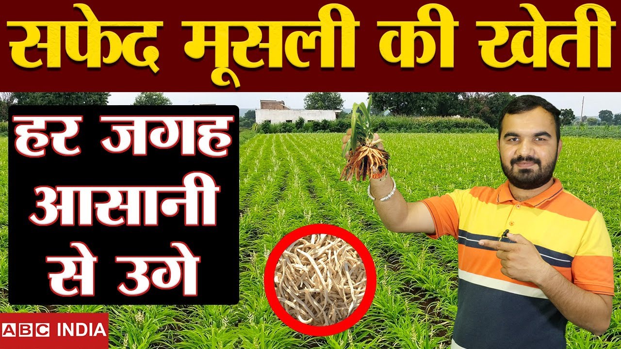 सफेद मूसली की खेती | लाखों की कमाई | safed musli varieties | Safed Musli Ki Kheti | safed musli