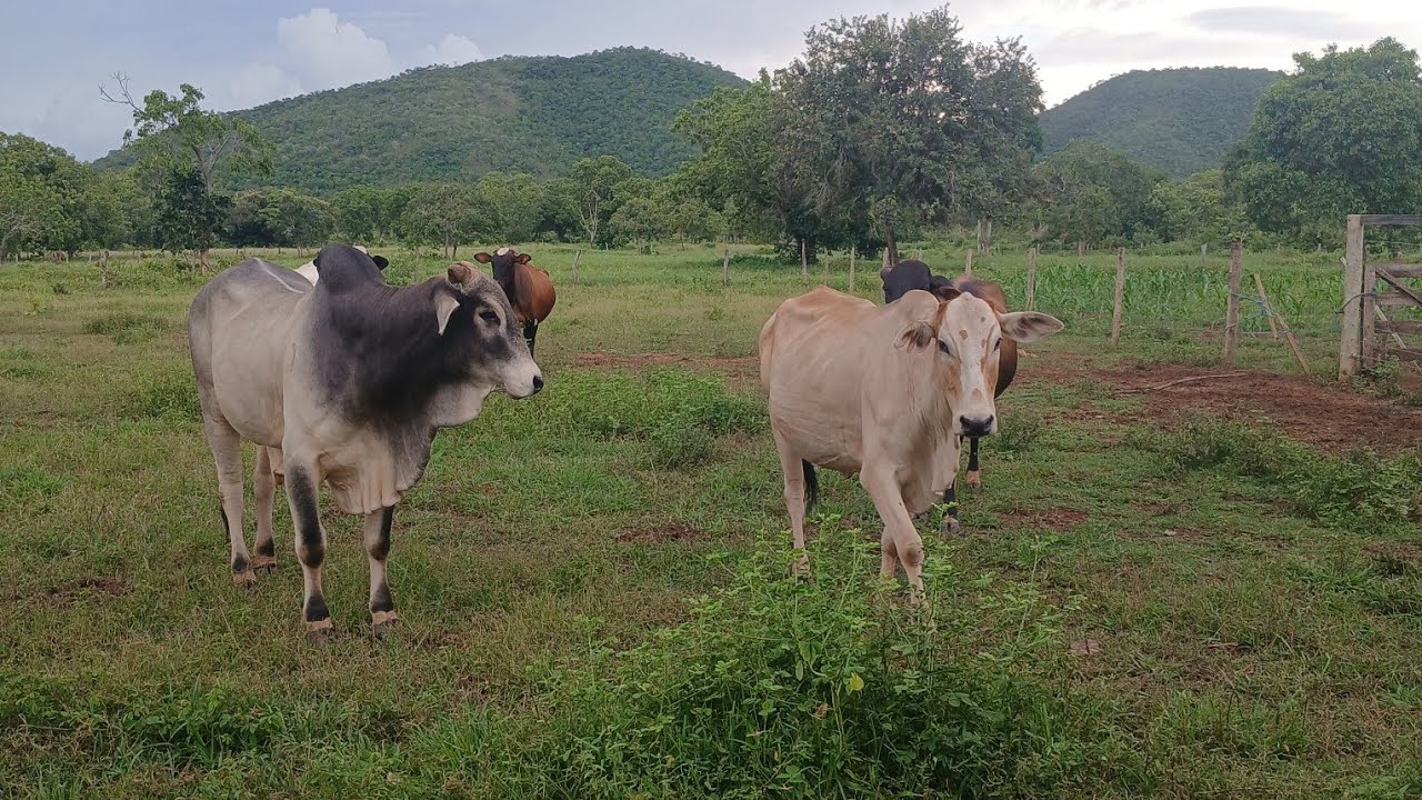COMO FAZER A VACA VOLTAR O CIO MAIS RÁPIDO DEPOIS DO PARTO? 