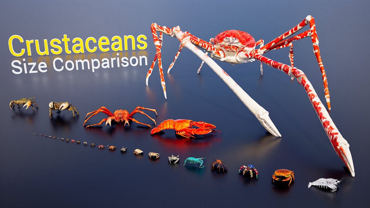 Crustaceans size 3D Comparison | Biggest Crab