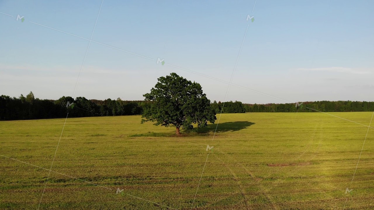 Aerial shot, flight to green oak tree in the country side yellow field on the background, zoom in