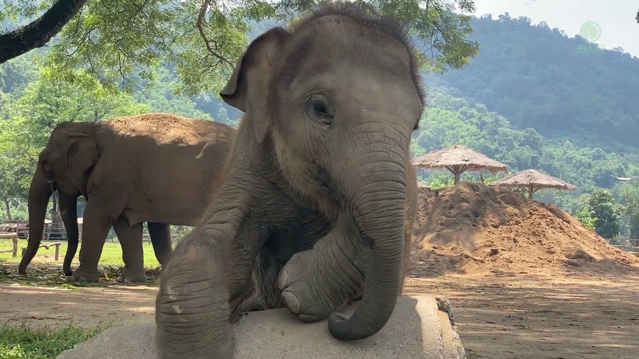 Happy Birthday To Baby Elephant Pyi Mai - ElephantNews